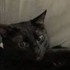 melodytn